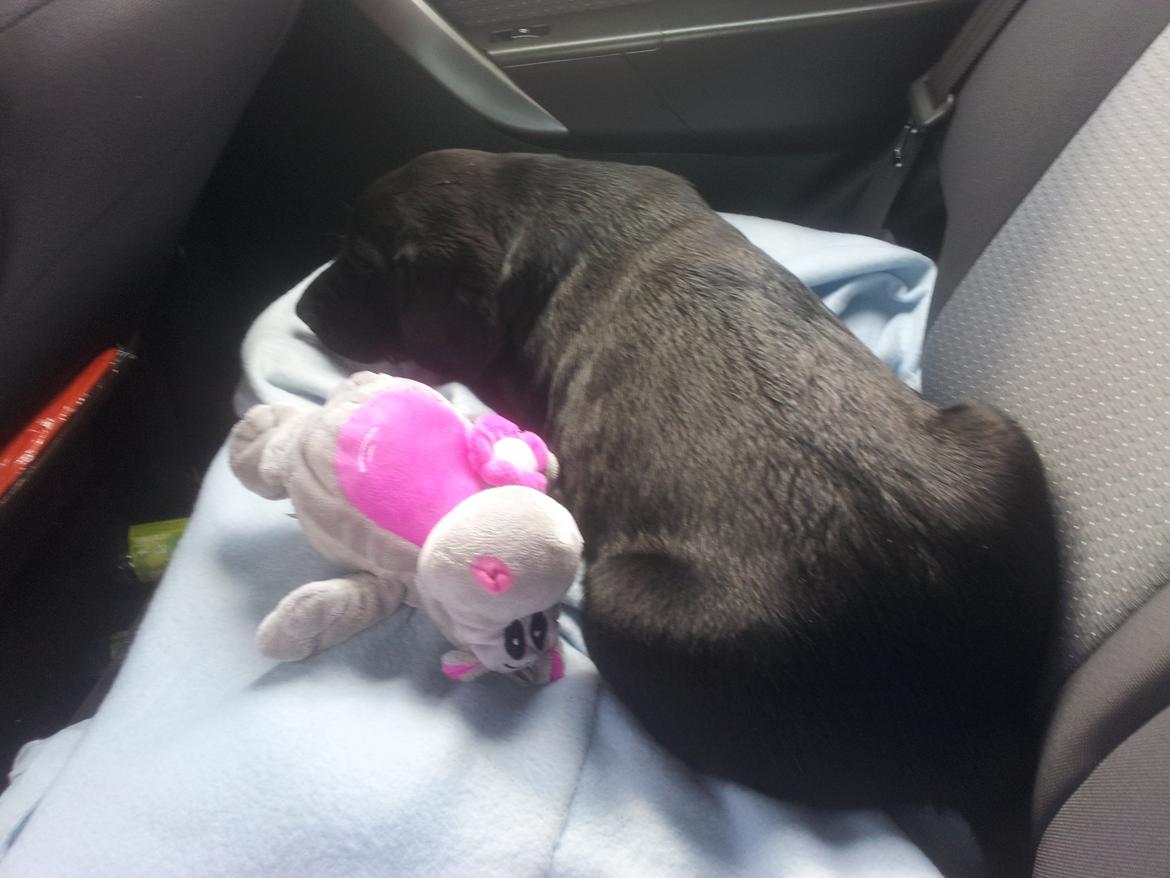 Labrador retriever basse billede 2