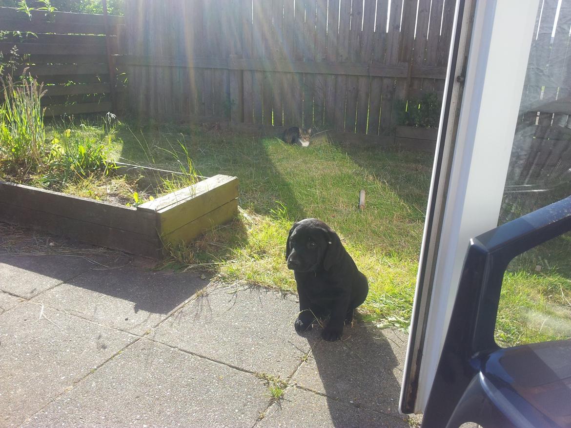 Labrador retriever basse billede 3