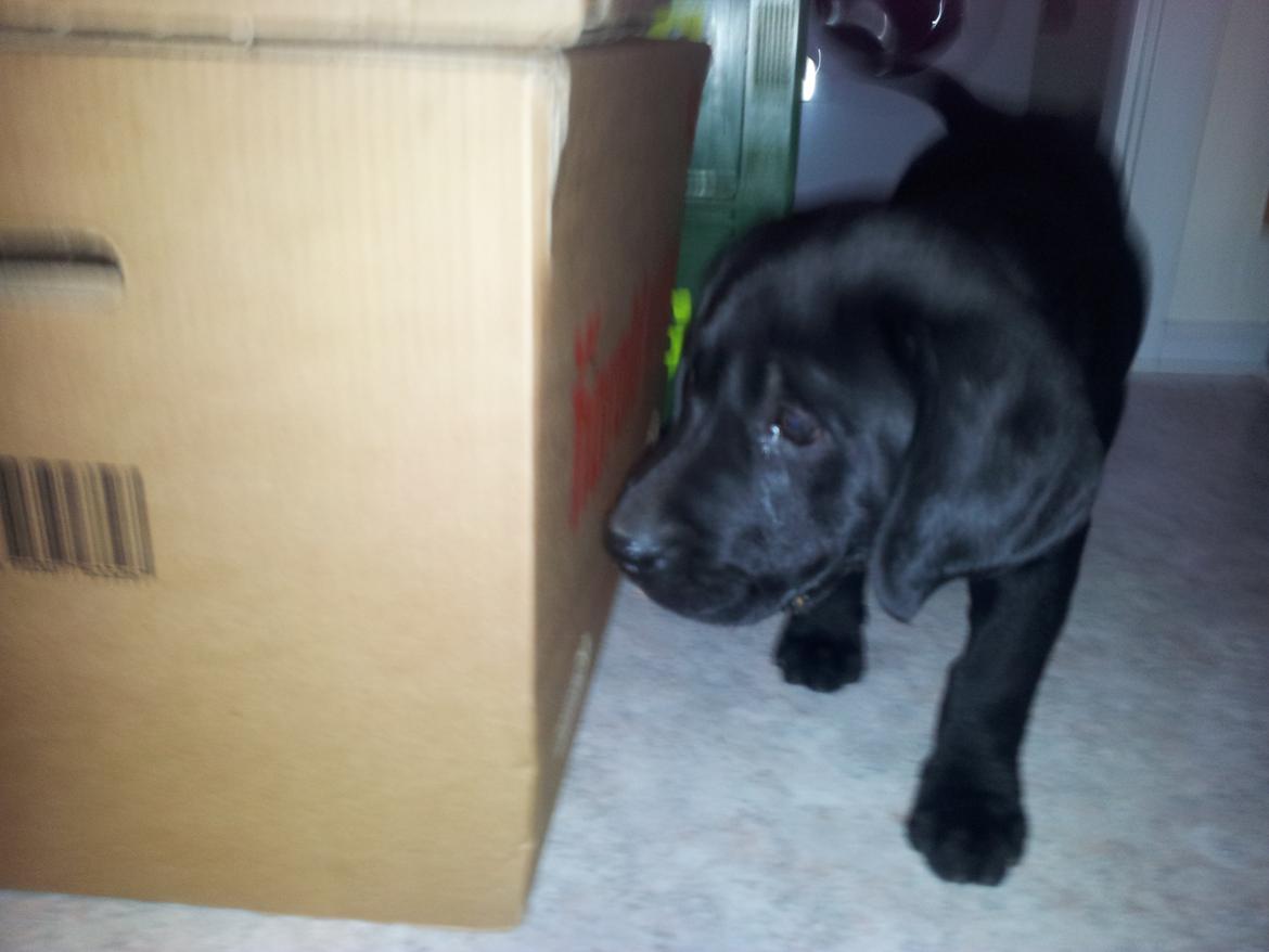 Labrador retriever basse billede 4