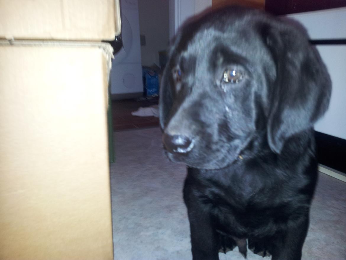 Labrador retriever basse billede 5