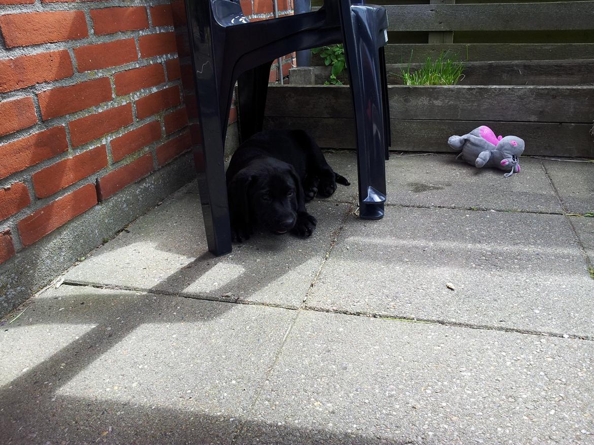 Labrador retriever basse billede 6