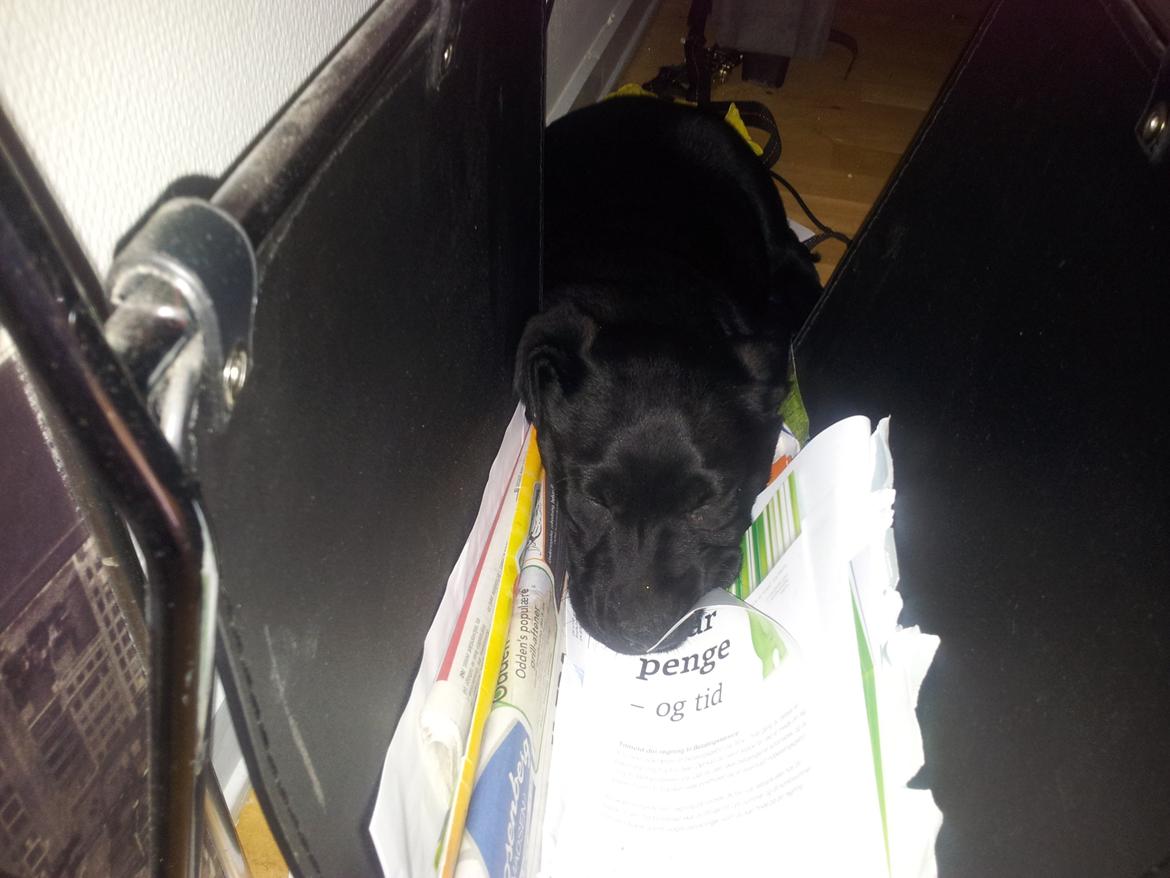 Labrador retriever basse billede 7