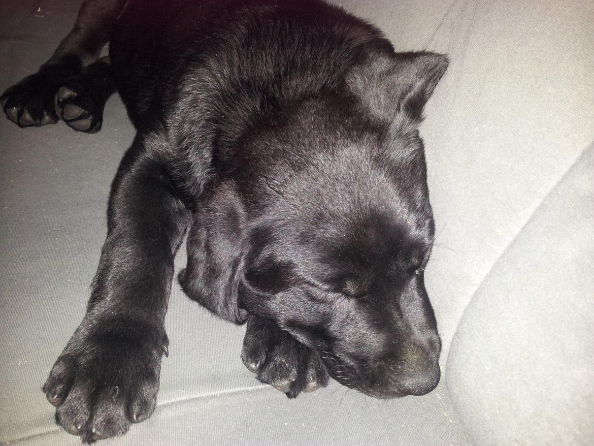 Labrador retriever basse billede 8