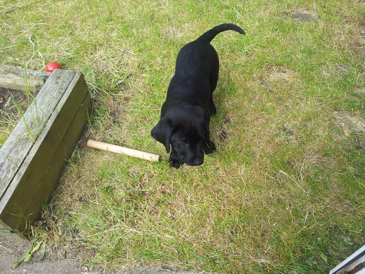 Labrador retriever basse billede 9