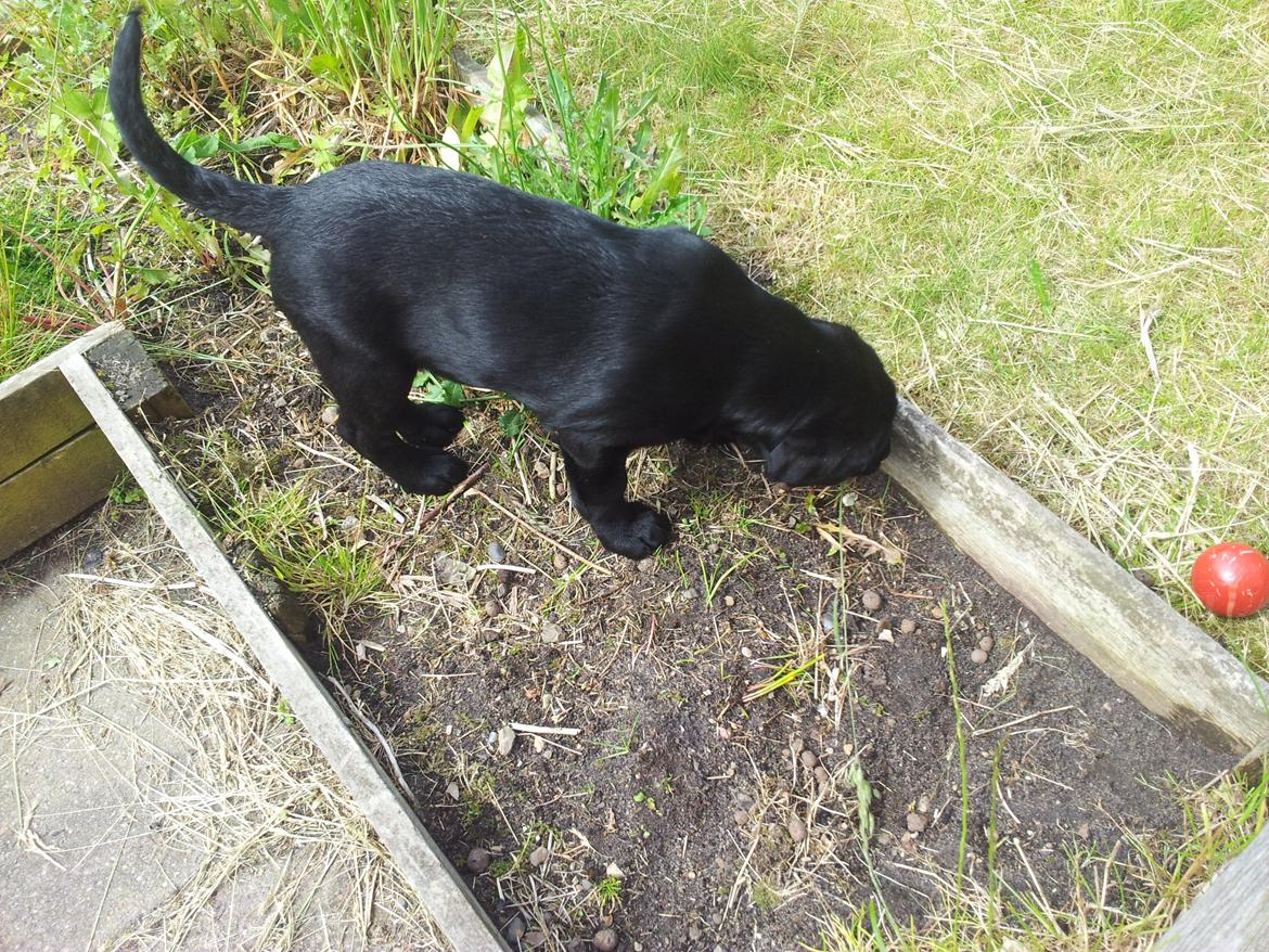 Labrador retriever basse billede 10