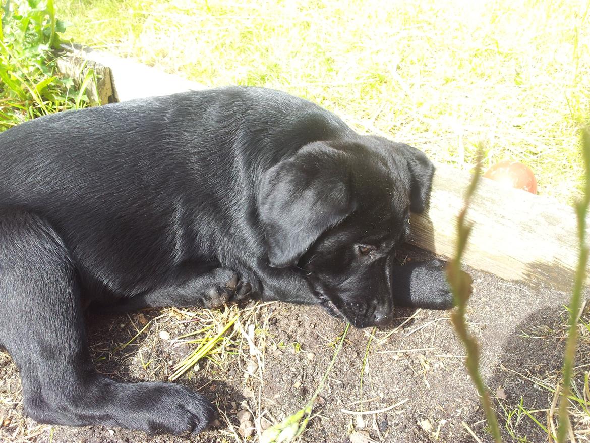 Labrador retriever basse billede 11