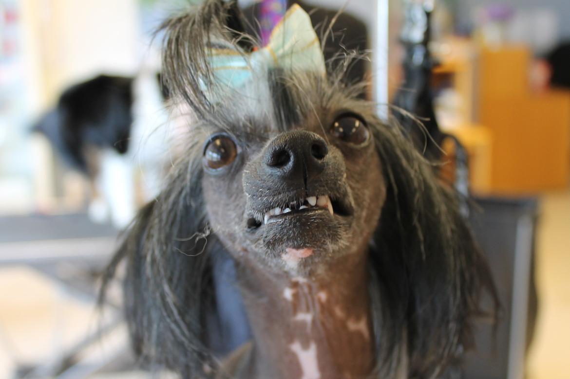 Chinese crested hårløs Akina  - Akina smiler til kameraet og alle derude bag skærmene! Maj 2012 billede 7