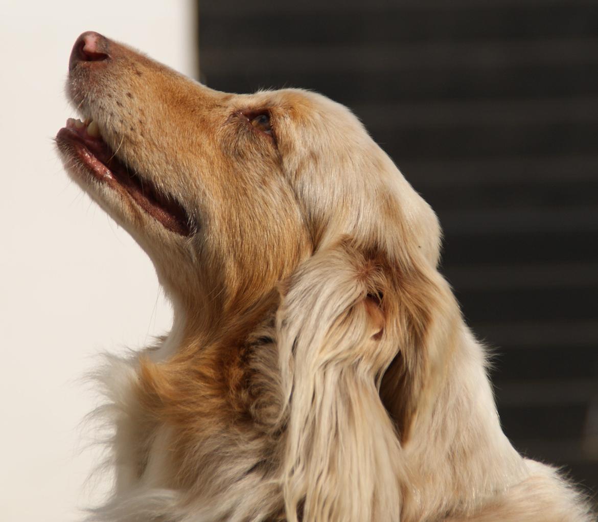 Australian shepherd Gry billede 5