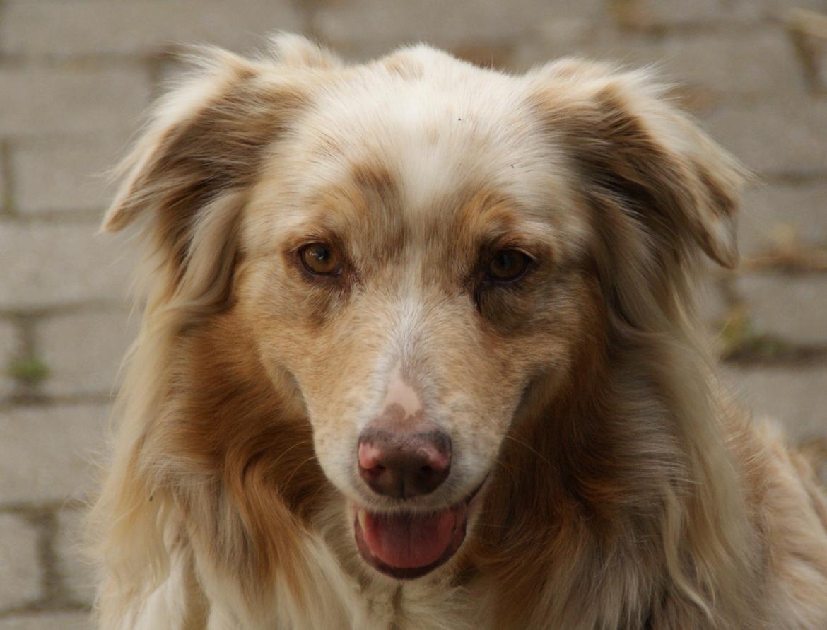 Australian shepherd Gry billede 3