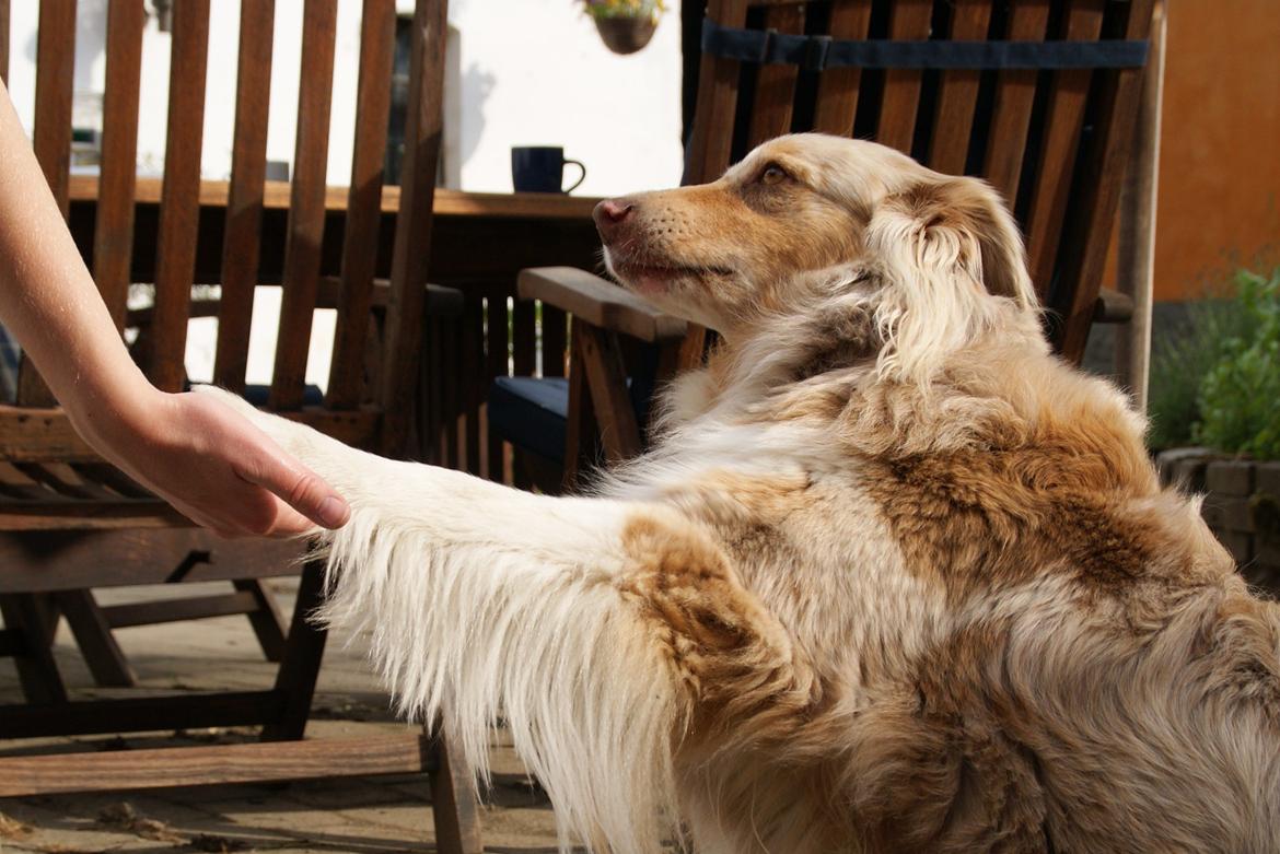 Australian shepherd Gry billede 4