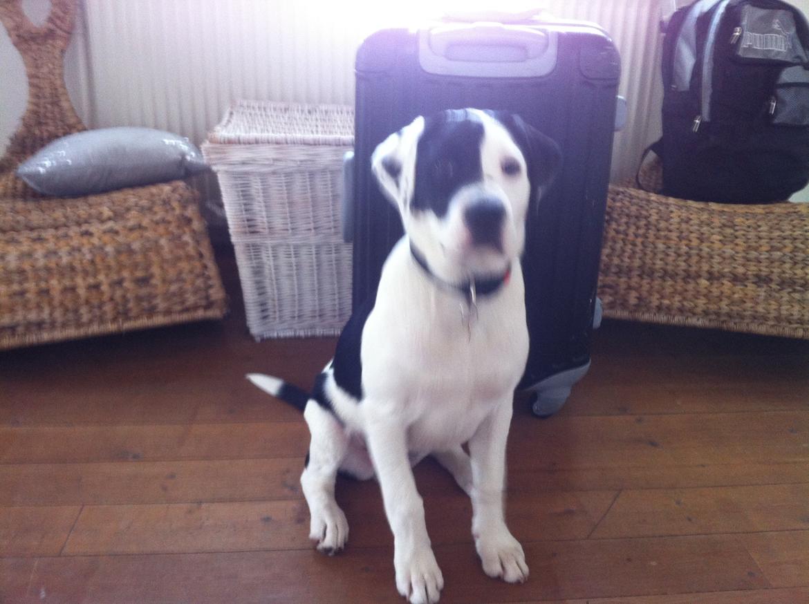 Blanding af racer Anton - Seeee, jeg kan godt være i fars kuffert :-)  billede 13