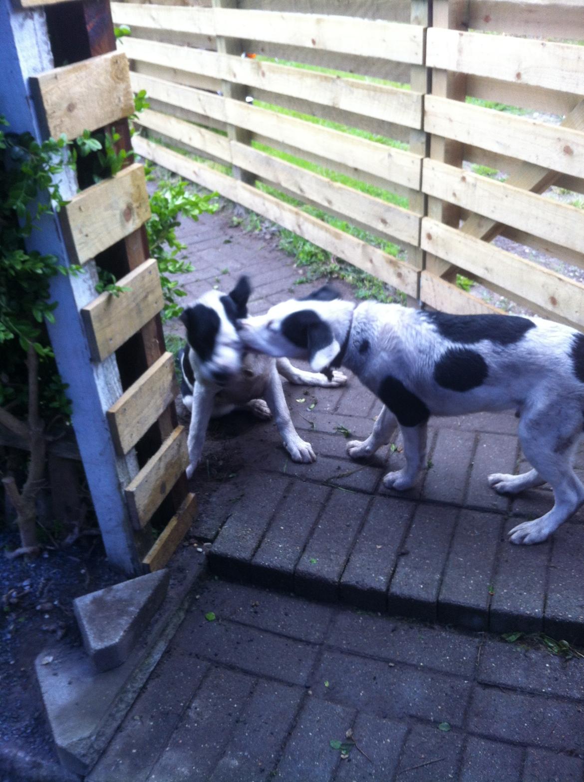 Blanding af racer Anton - Leger lige med min bror Victor :-)  billede 14