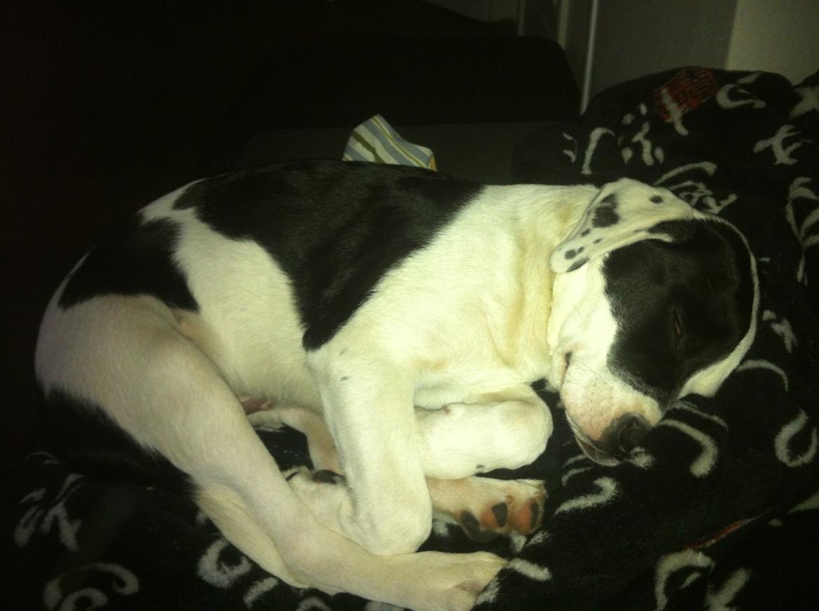 Blanding af racer Anton billede 15