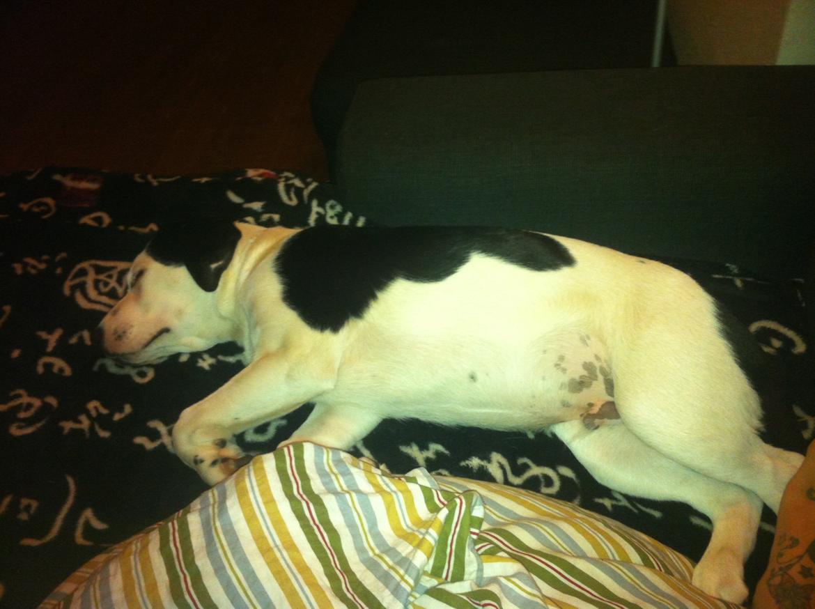 Blanding af racer Anton billede 16