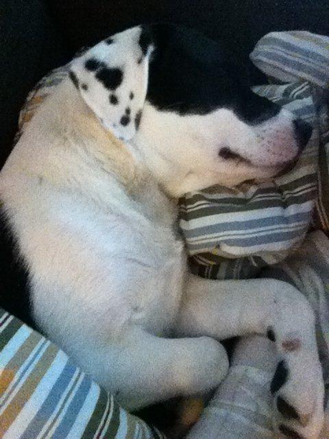 Blanding af racer Anton billede 17