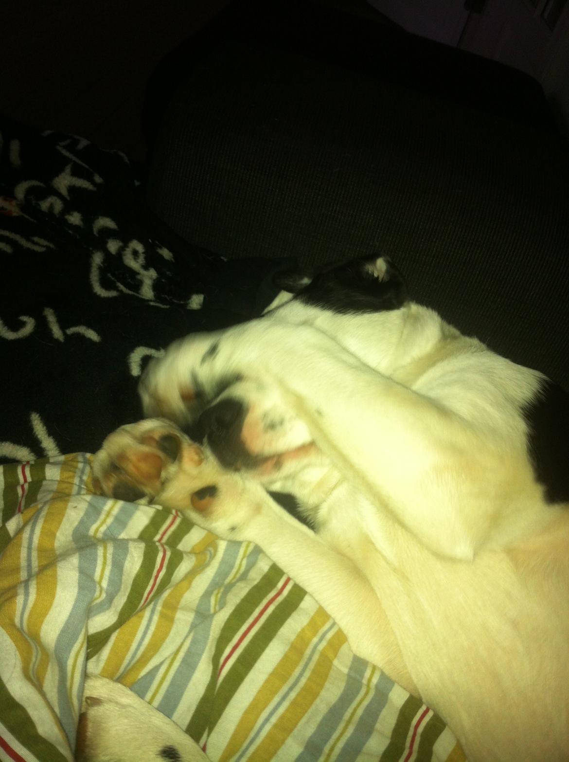 Blanding af racer Anton - Mooooor, det er altså for tidligt at du vækker mig!!  billede 18