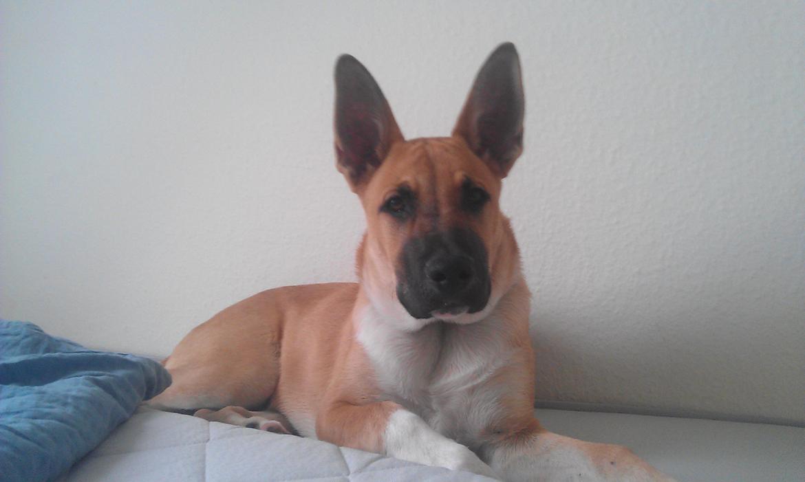 Blanding af racer oskar billede 12