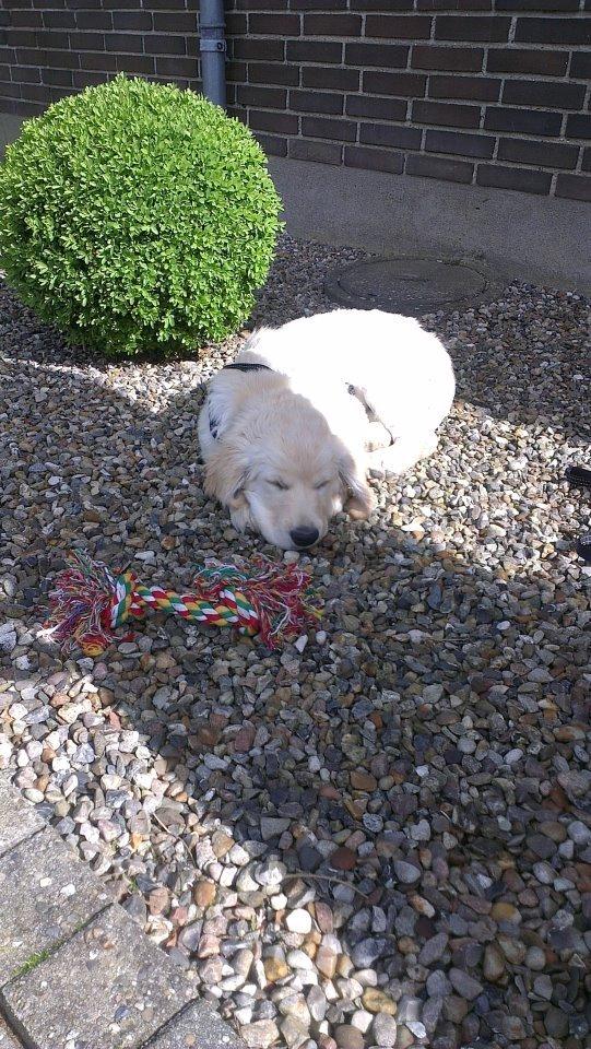 Golden retriever Tor billede 2