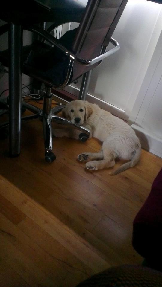 Golden retriever Tor billede 3