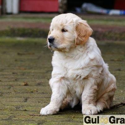 Golden retriever Tor - Sådan så han ud i annoncen da jeg blev forelsket. billede 4