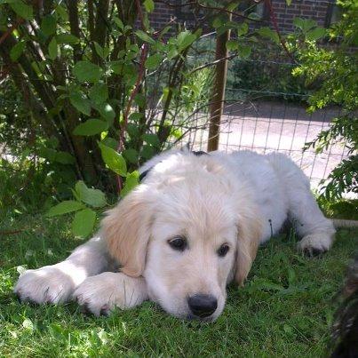 Golden retriever Tor billede 5