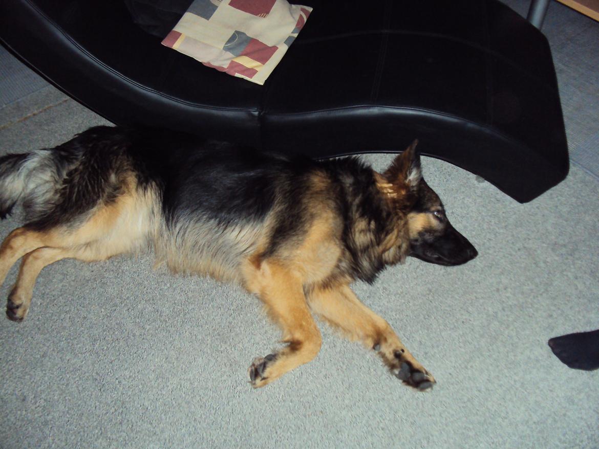 Schæferhund Nico - En træt dreng i voksealder - 1 år gammel  billede 2