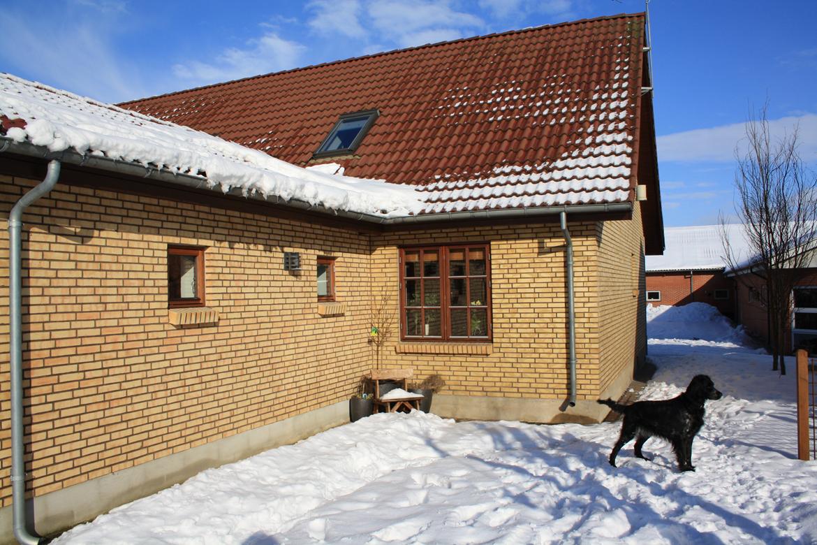 Grosser Münsterländer Bess billede 9