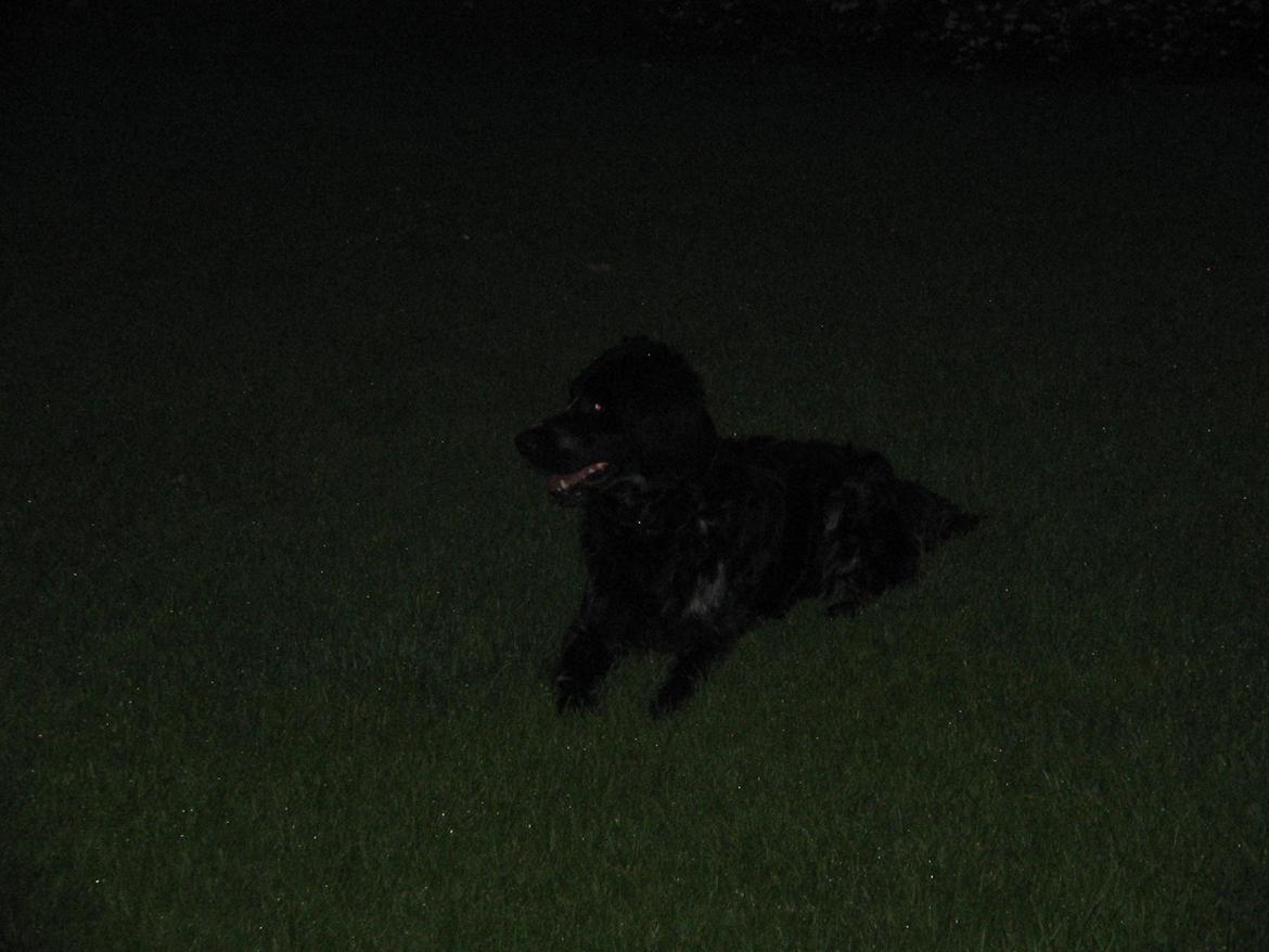 Grosser Münsterländer Bess billede 10