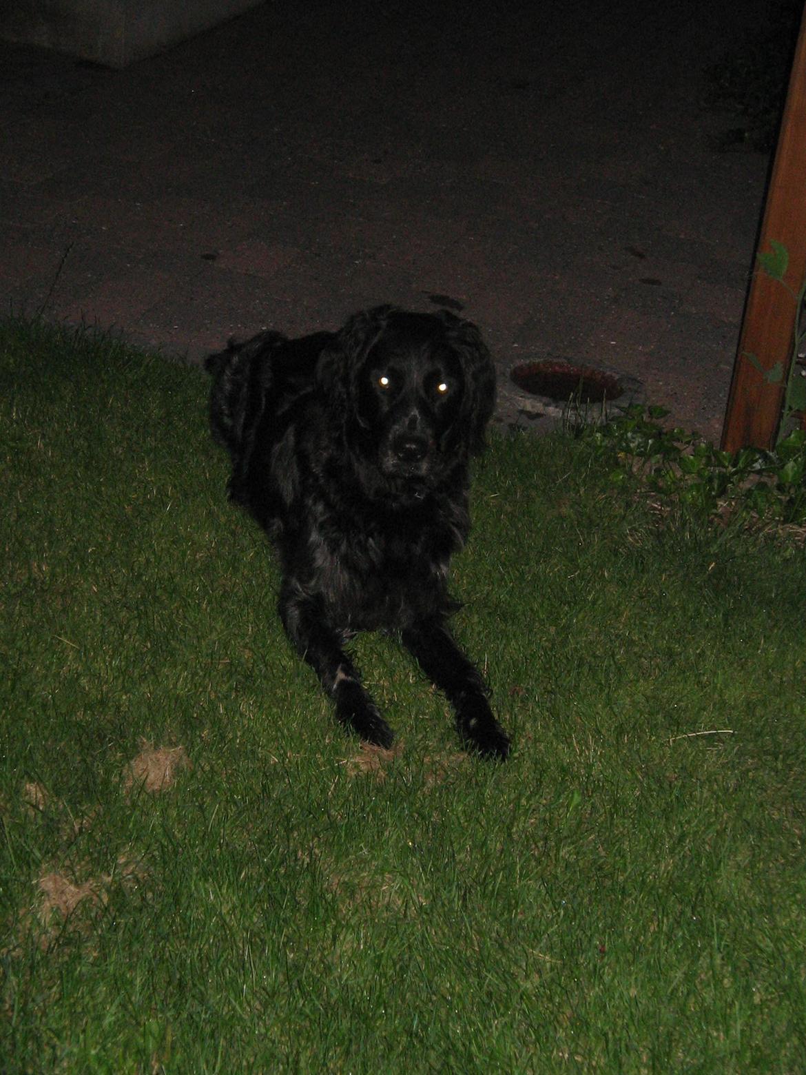 Grosser Münsterländer Bess billede 11