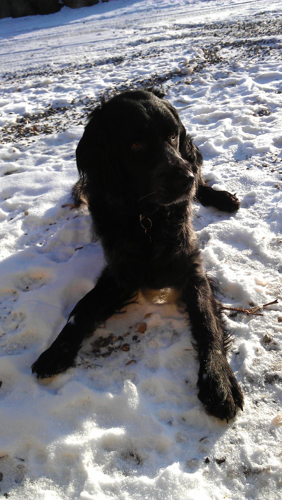 Grosser Münsterländer Bess billede 12