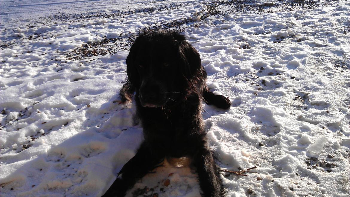 Grosser Münsterländer Bess billede 13