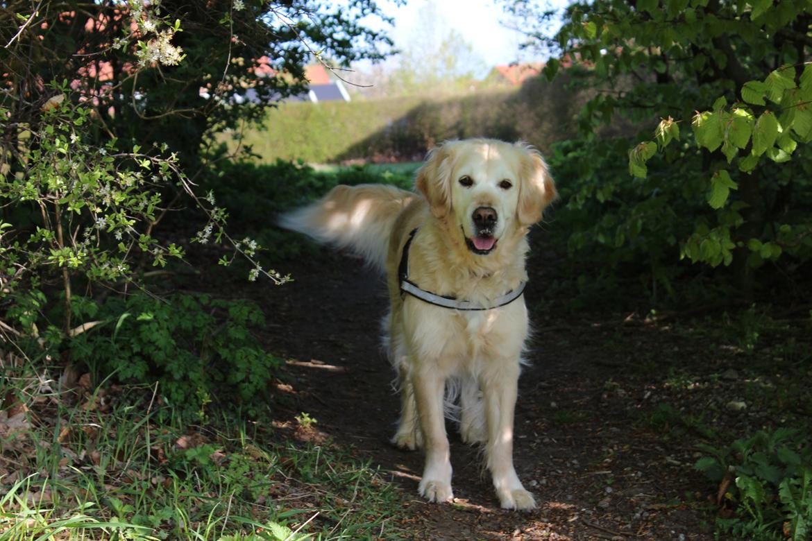 Golden retriever Luca billede 6