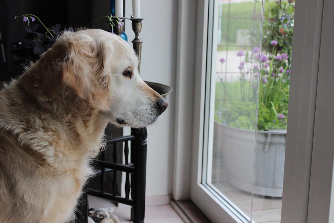 Golden retriever Luca billede 7