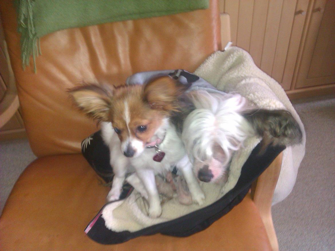 Papillon Bailey billede 1
