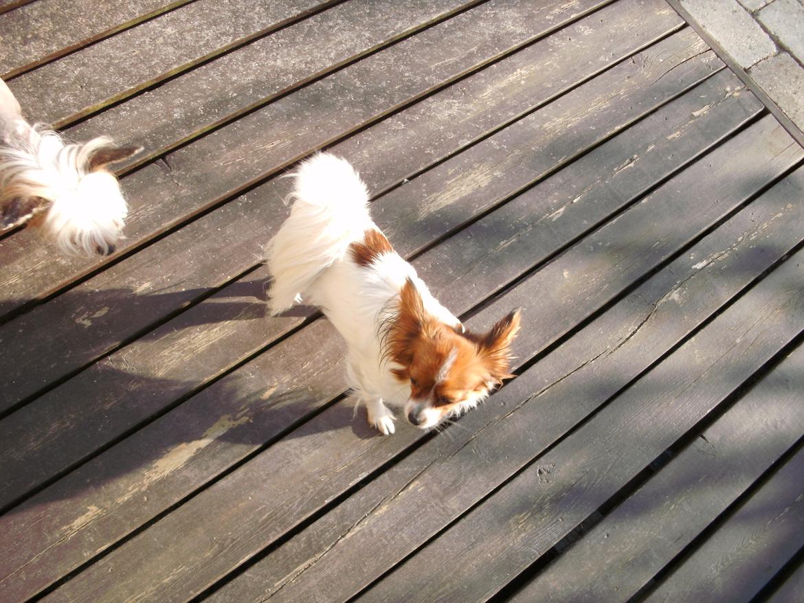 Papillon Bailey billede 2