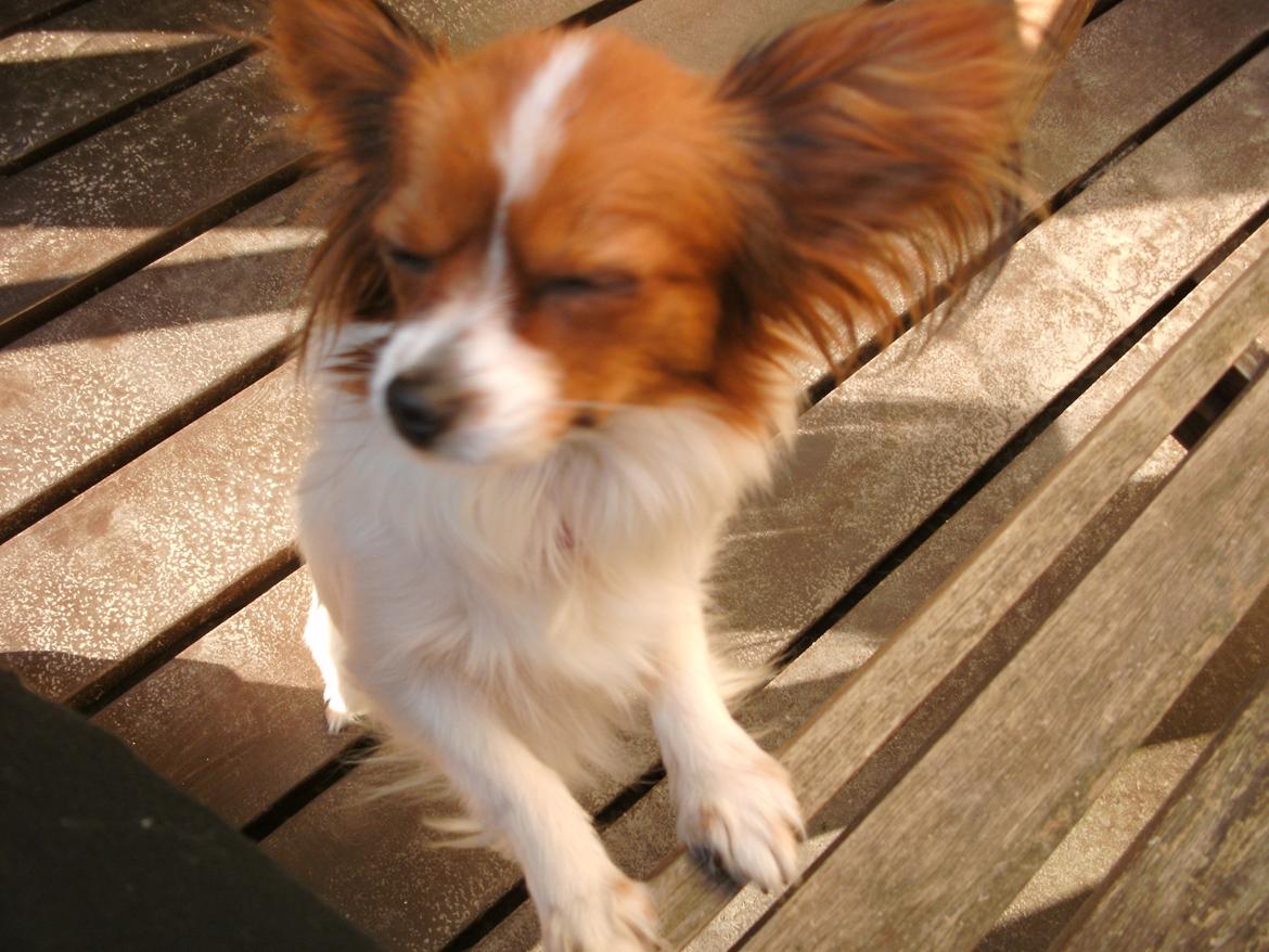 Papillon Bailey billede 3
