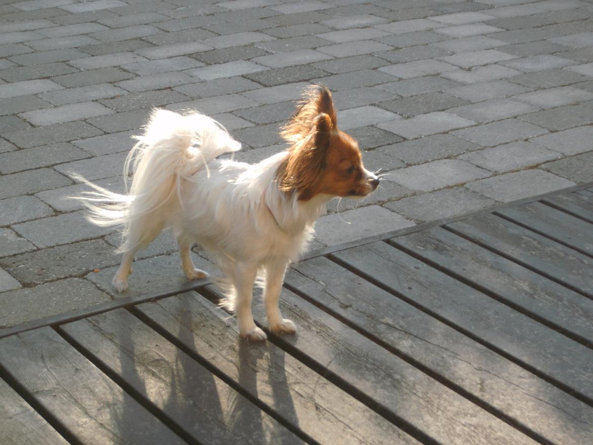 Papillon Bailey billede 4