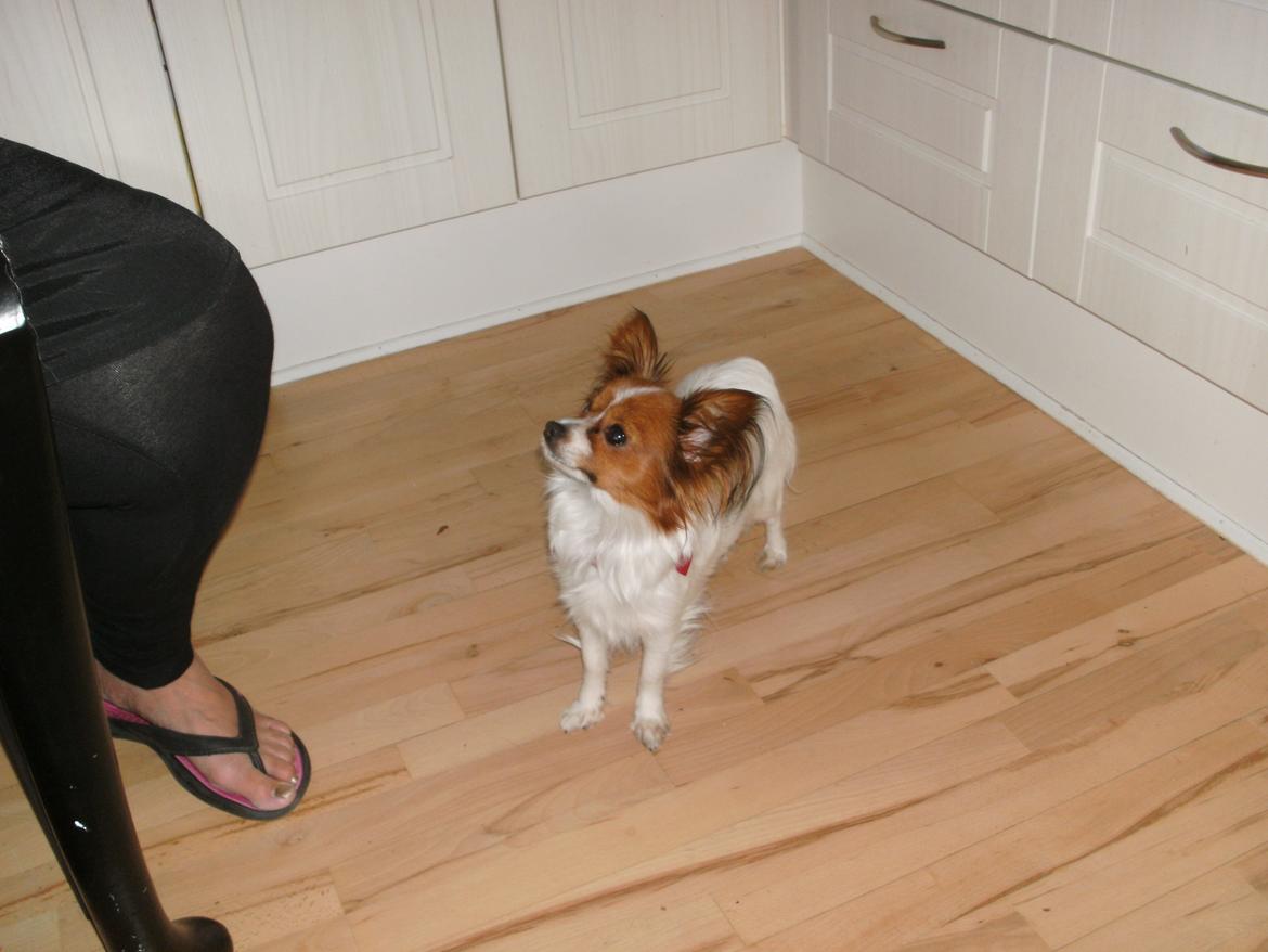 Papillon Bailey billede 5