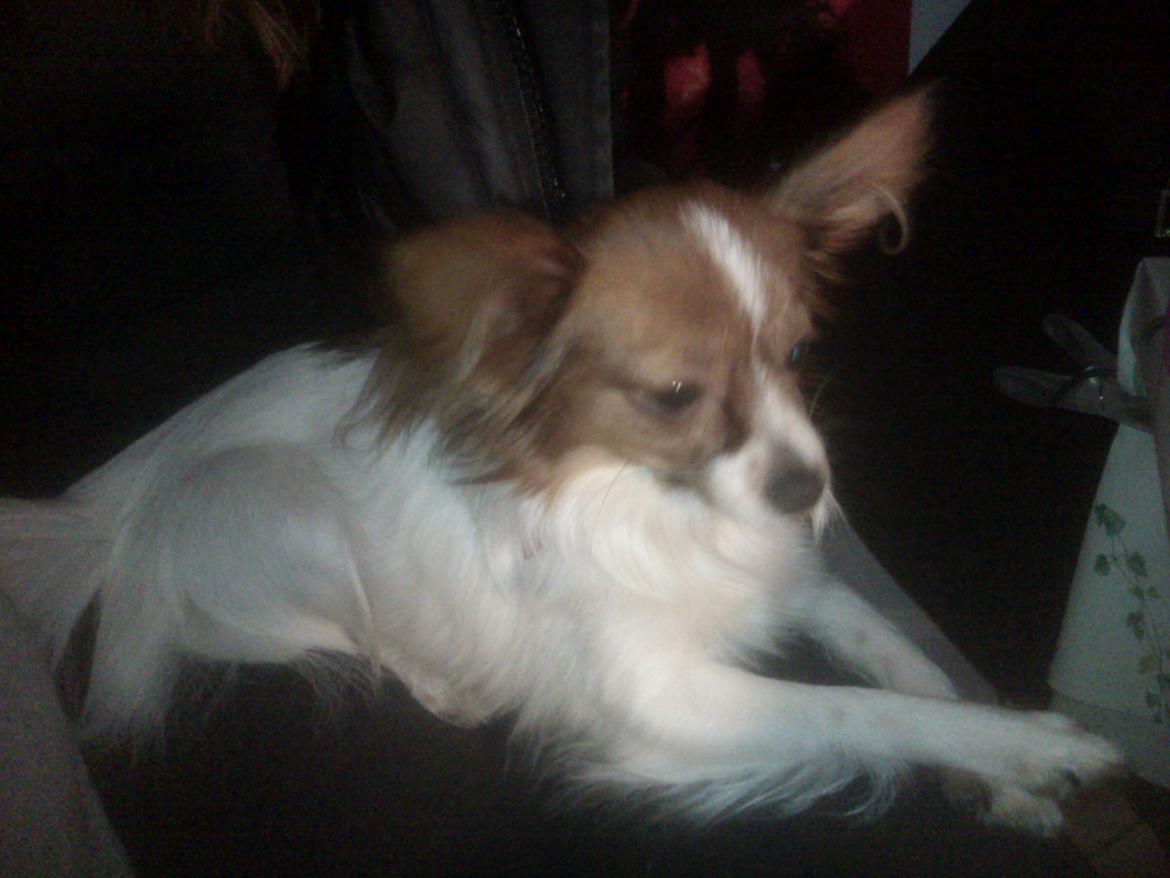 Papillon Bailey billede 7
