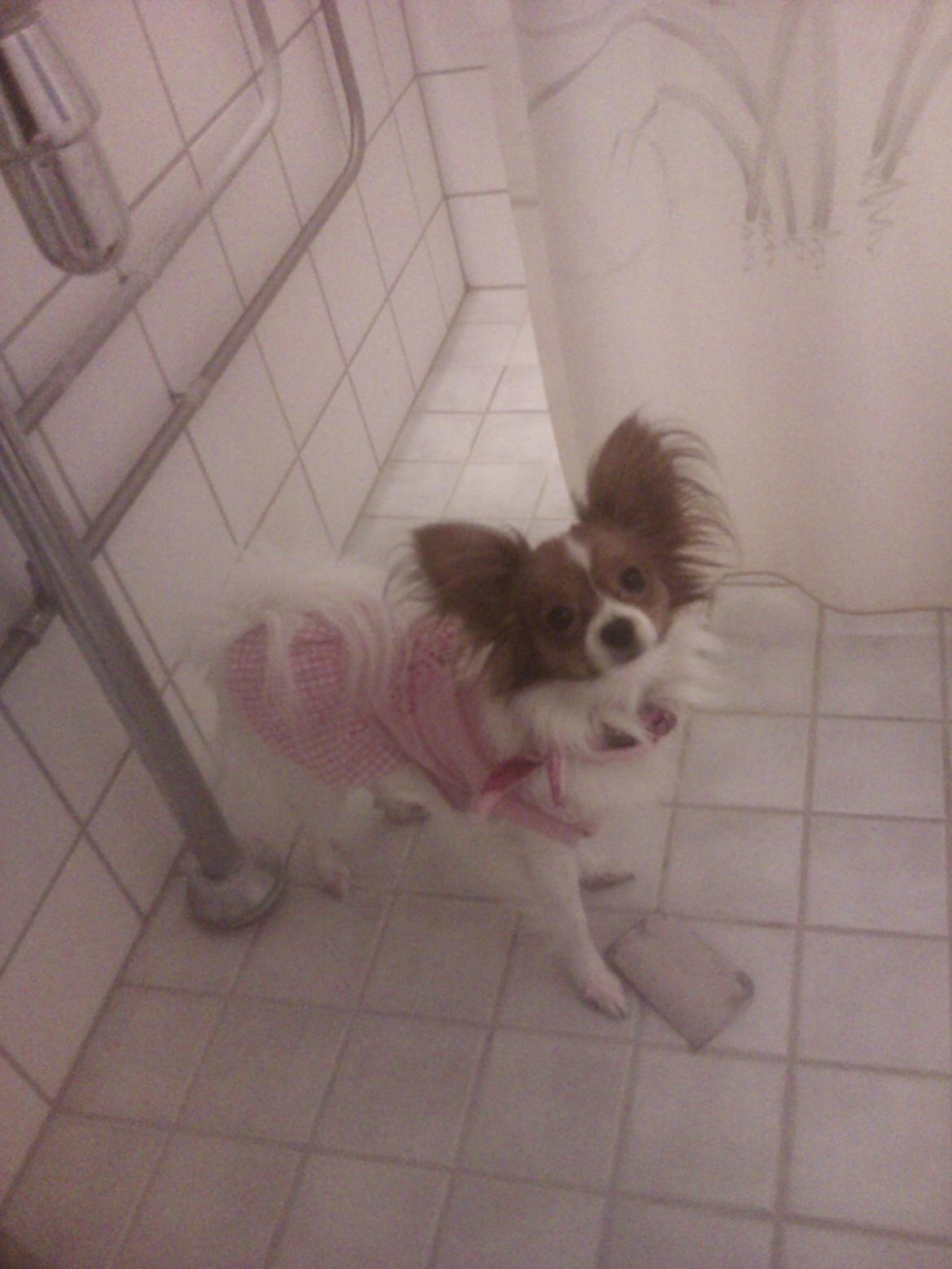 Papillon Bailey billede 8