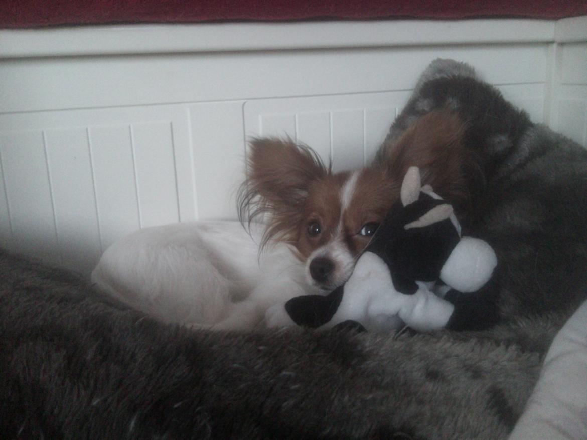 Papillon Bailey billede 9