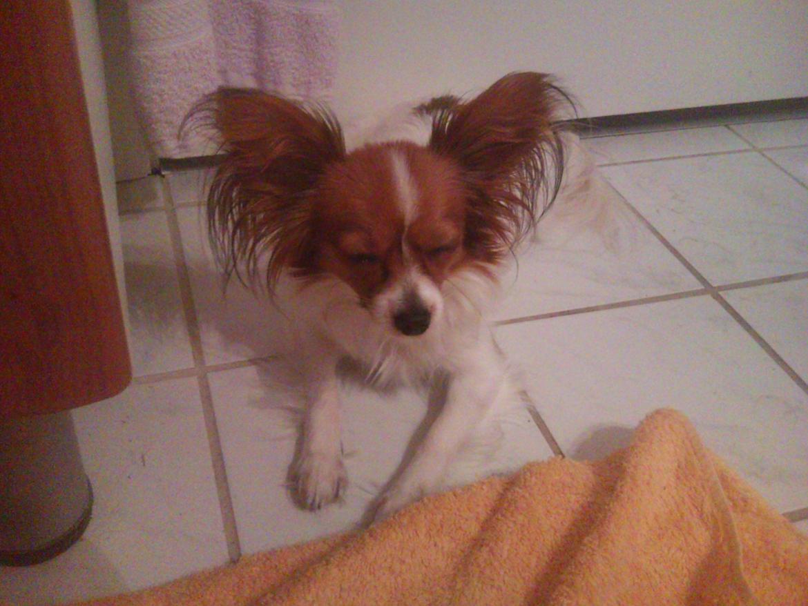 Papillon Bailey billede 10