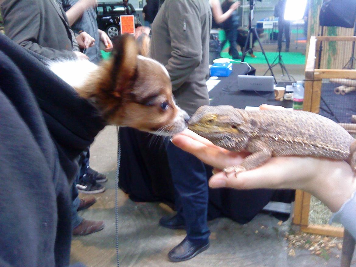 Papillon Bailey billede 11