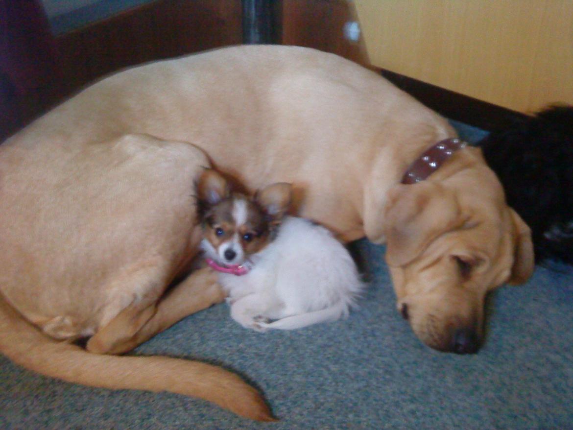 Papillon Bailey billede 12