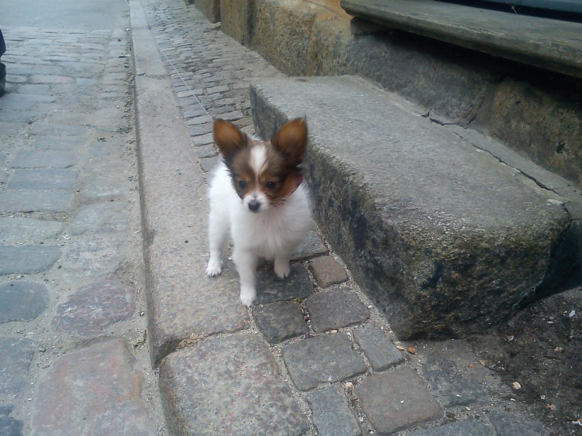 Papillon Bailey billede 13