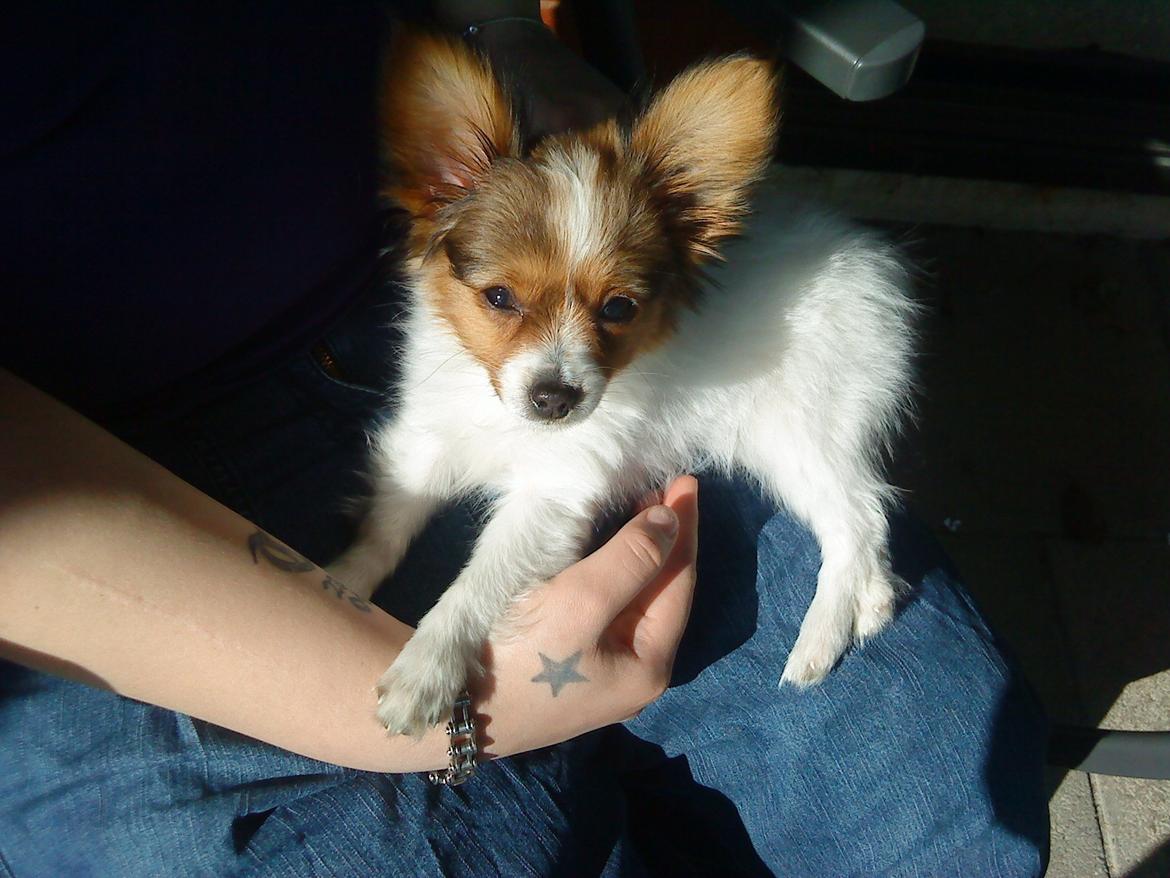 Papillon Bailey billede 14