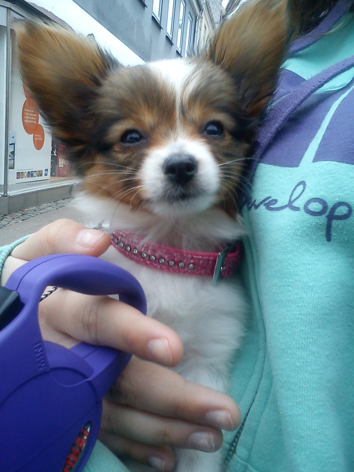 Papillon Bailey billede 15