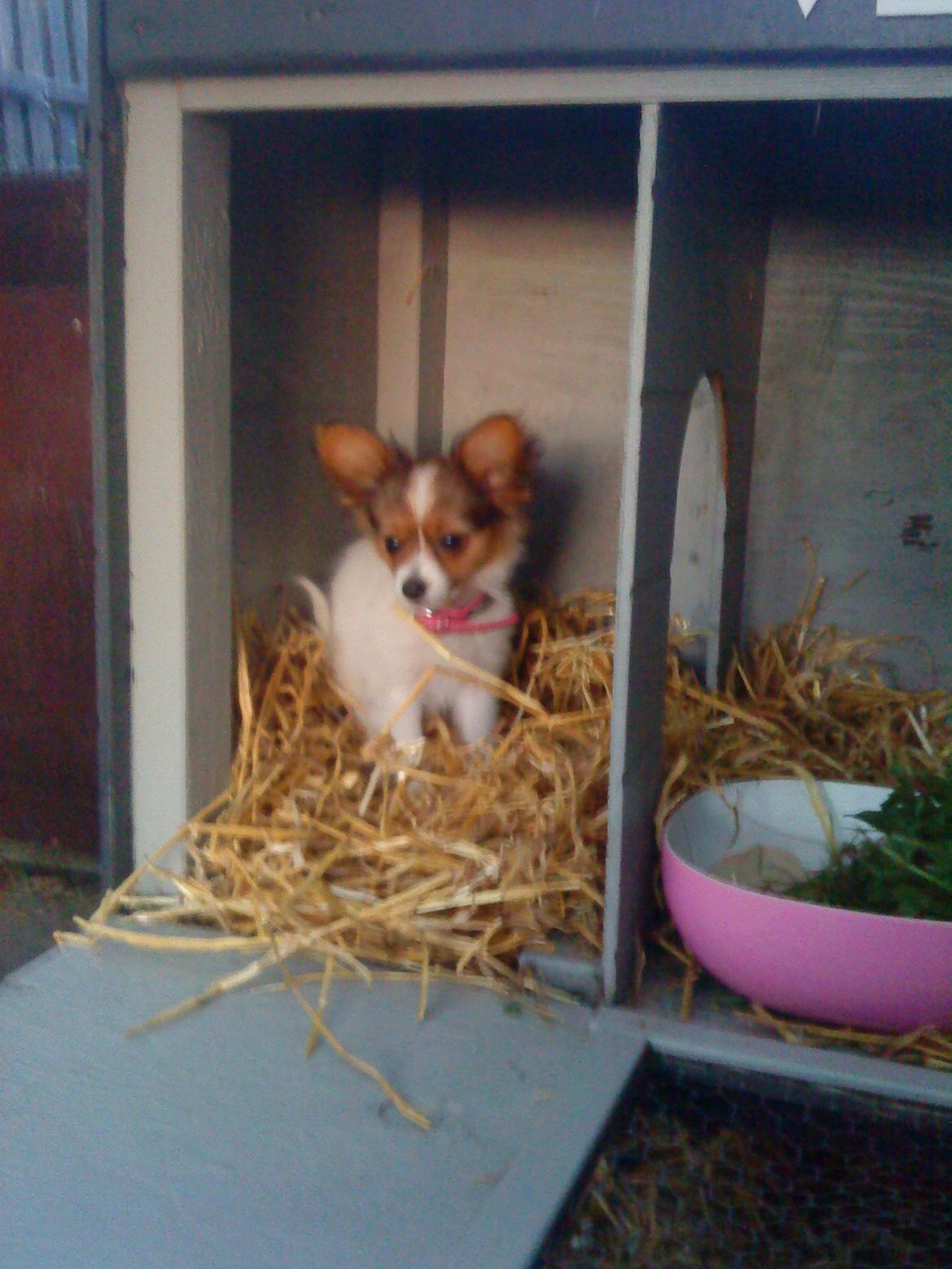 Papillon Bailey billede 16