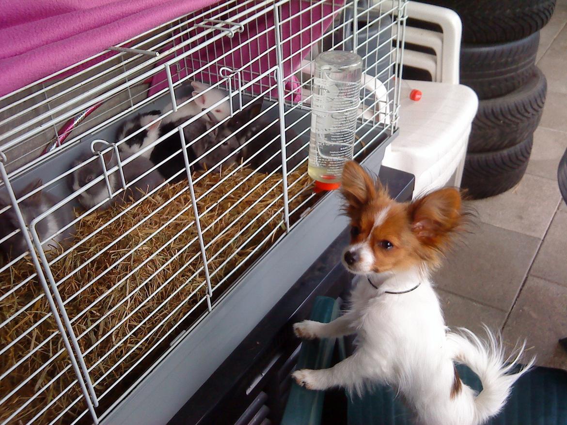 Papillon Bailey billede 17