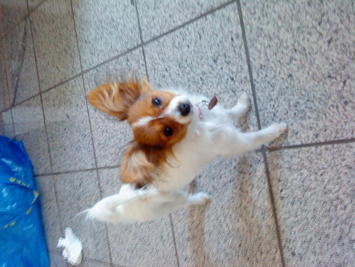 Papillon Bailey billede 18
